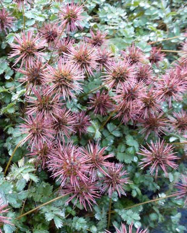 3 Lampourdes à petites feuilles Dichte Matte - Acaena microphylla dichte matte - Plantes