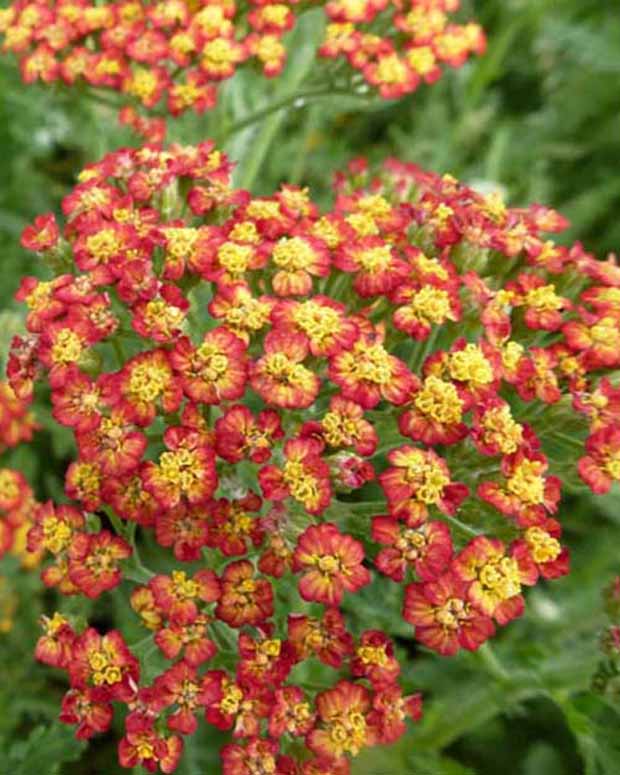 3 Achillées Feuerland - Achillea hybride feuerland - Plantes