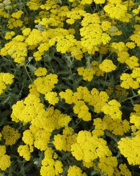 Achillée Moonshine - Achillea hybride moonshine - Plantes