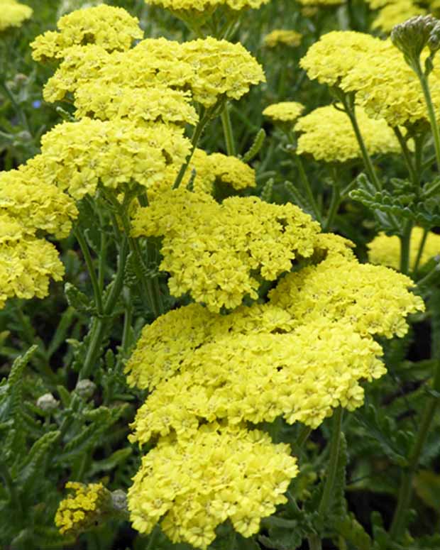 Achillée Taygetea - Achillea hybride taygetea - Plantes