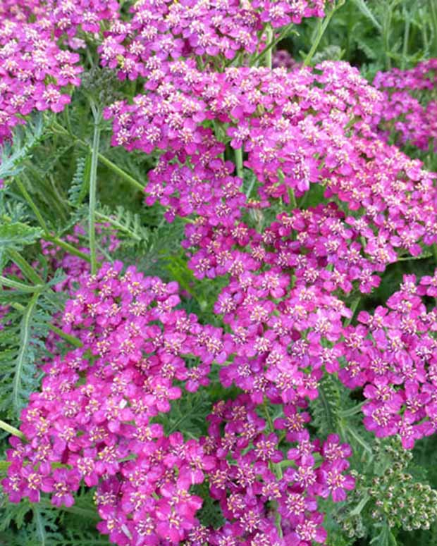 3 Achillées Velour - Achillea hybride velour - Plantes