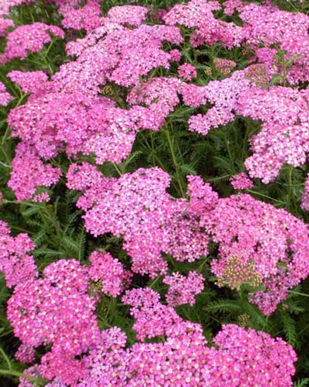 Achillée millefeuilles Excel - Achillea millefolium excel - Plantes