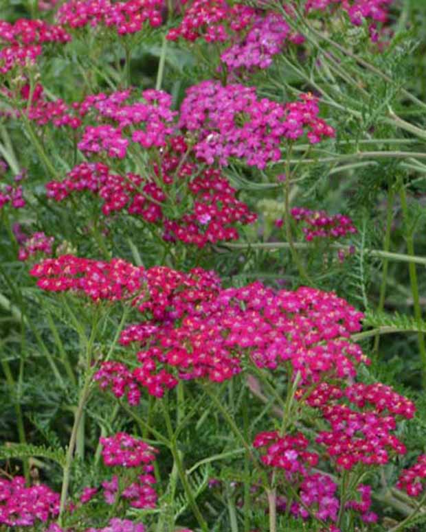 3 Achillées Mondpagode - Achillea hybride mondpagode - Plantes