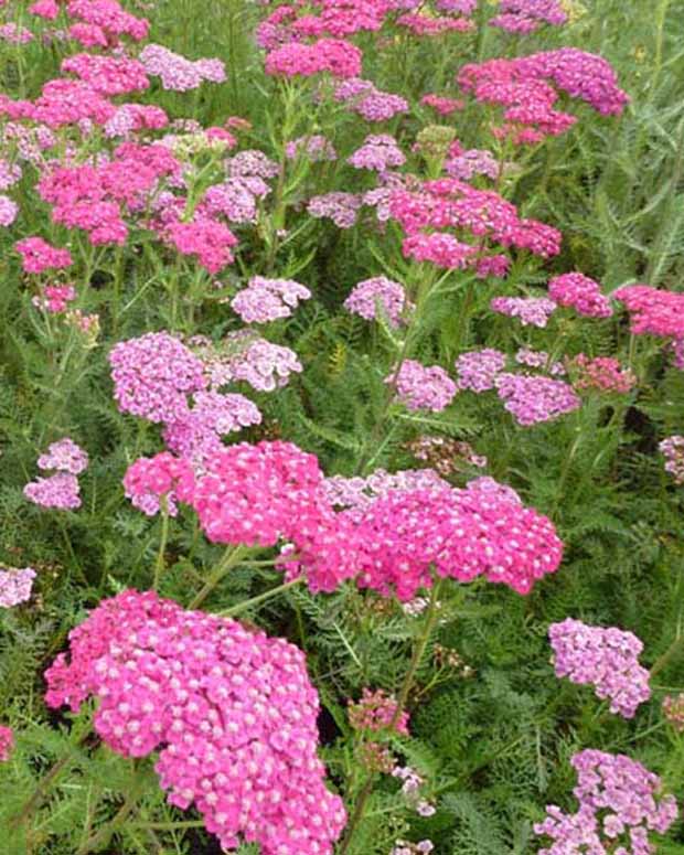 Achillée millefeuille Saucy Seduction - Achillea millefolium saucy seduction - Plantes