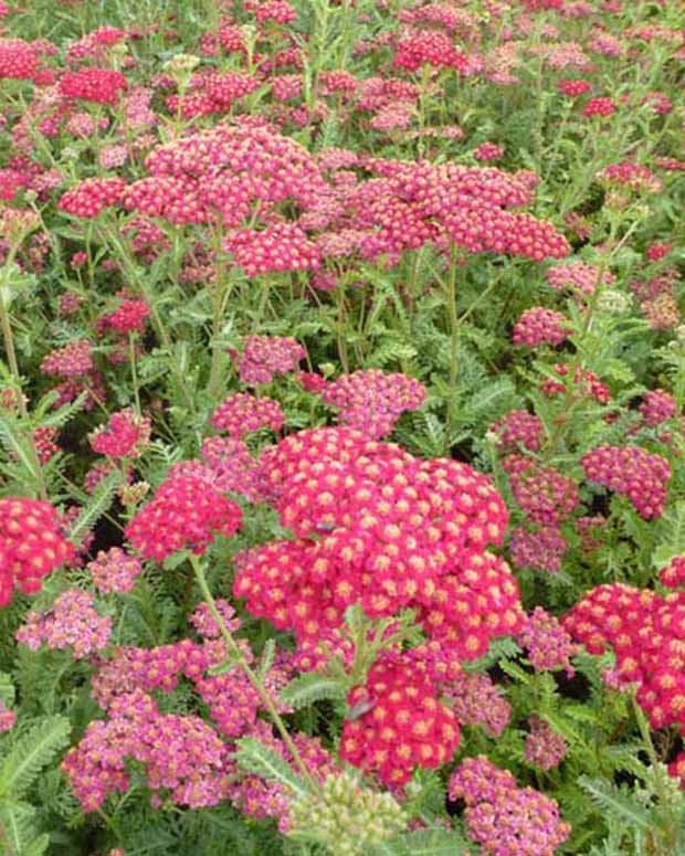 Achillée millefeuilles Summerwine - Achillea millefolium summerwine - Plantes