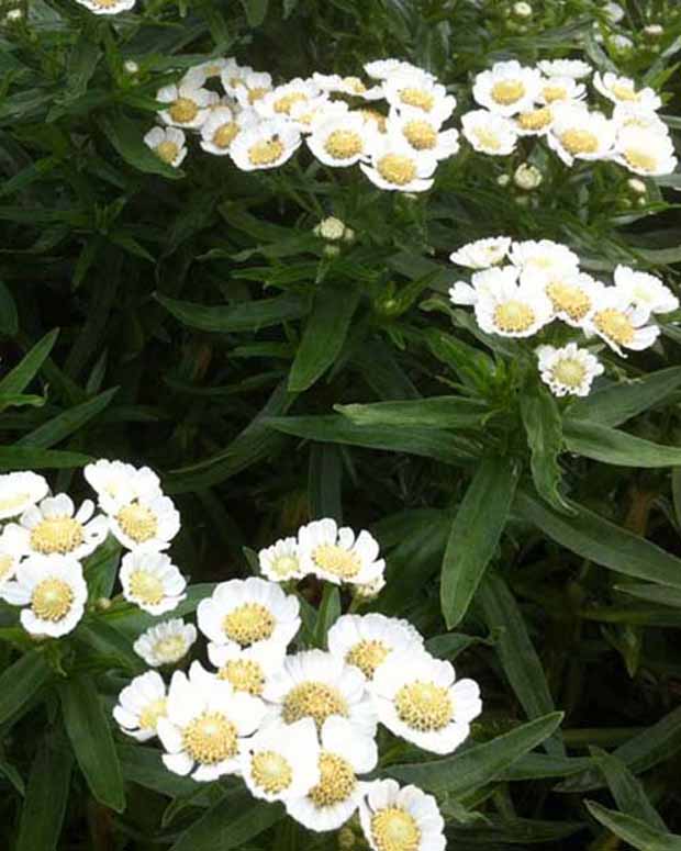 3 Achillées sternutatoires Nana Compacta - Achillea ptarmica nana compacta - Plantes