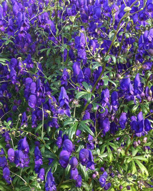 Aconit henryi Spark's Variety - Aconitum henryi sparks variety - Plantes