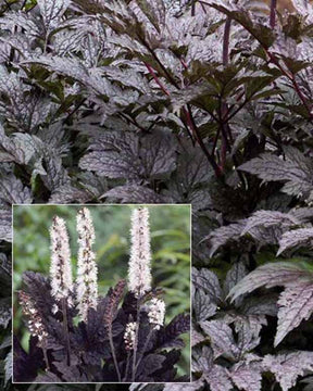 Cierge d'argent Black Negligée - Actaea simplex black negligee - Plantes