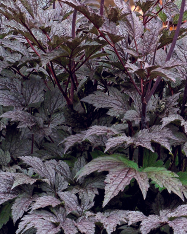 Cierge d'argent Black Negligée - Actaea simplex black negligee - Plantes vivaces