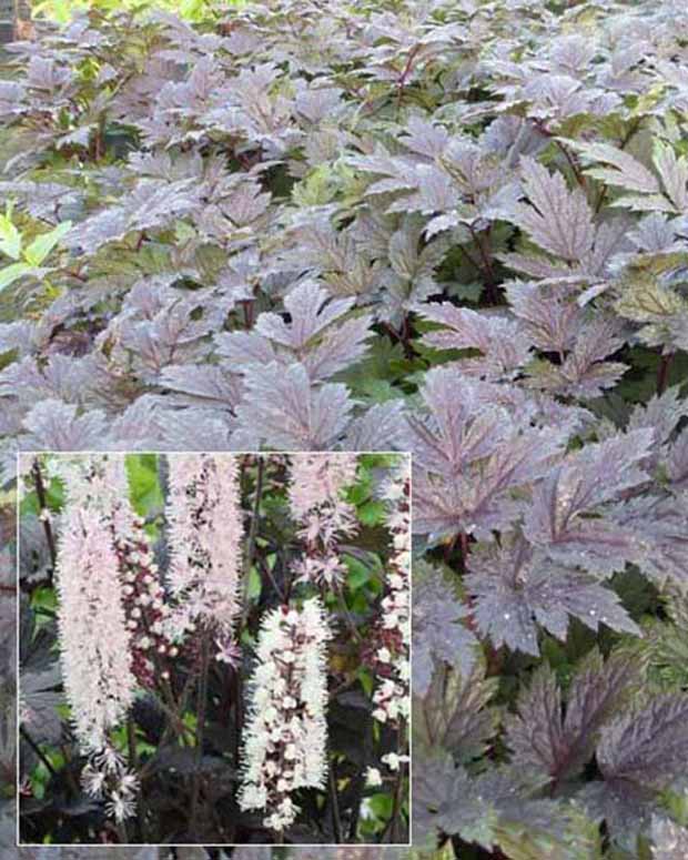 Cierge d'argent Chocoholic - Actaea chocoholic - Plantes