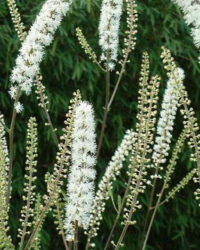 Cimifuga Prichards Giant - Actaea simplex prichards giant - Plantes