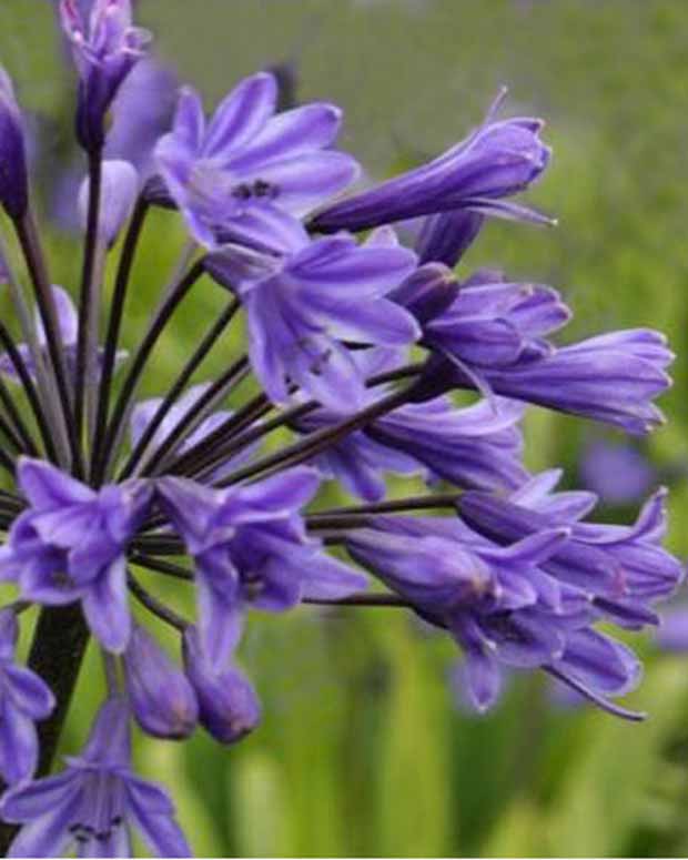 Agapanthe Black Buddhist - Agapanthus black buddhist - Plantes