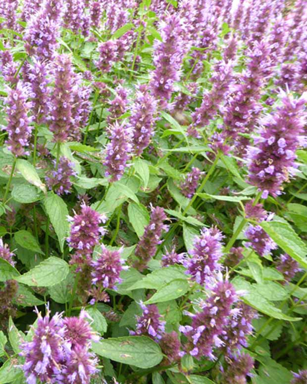 Agastache Beelicious Purple - Agastache agapd beelicious® purple - Plantes