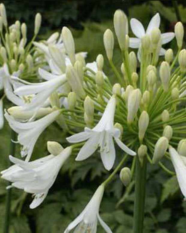 Agapanthe Headbourne White - Agapanthus headbourne white - Plantes