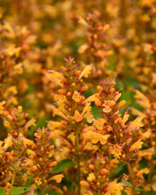 Agastache Kudos Gold - Agastache kudos gold - Plantes