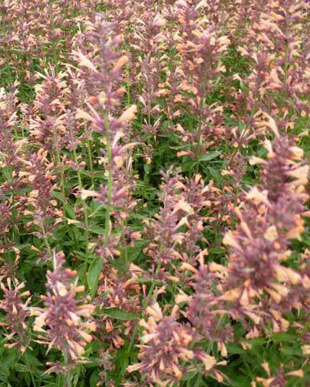 Agastache Kolibri Agastache Colibri - Agastache kolibri - Plantes