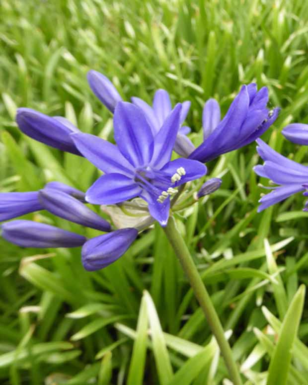 Agapanthe Misty Dawn - Agapanthus misty dawn - Plantes