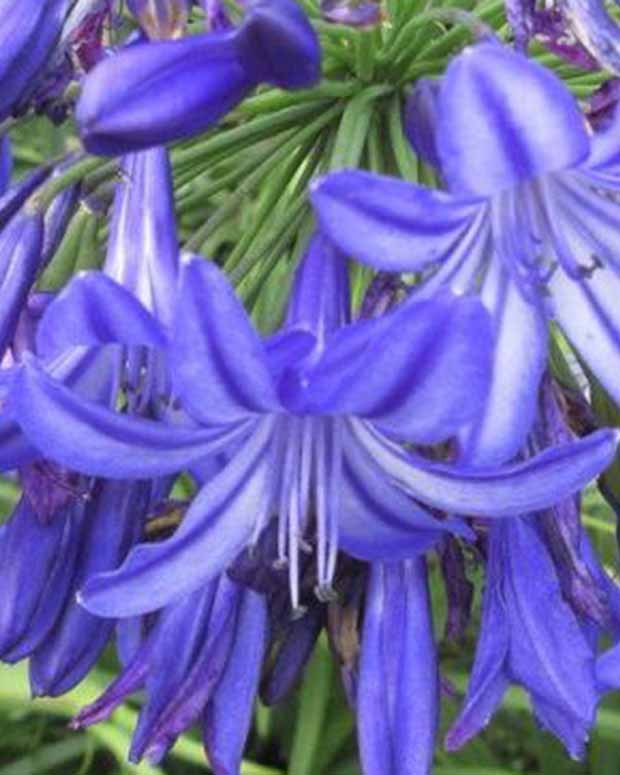 Agapanthe Northern Star - Agapanthus northern star - Plantes