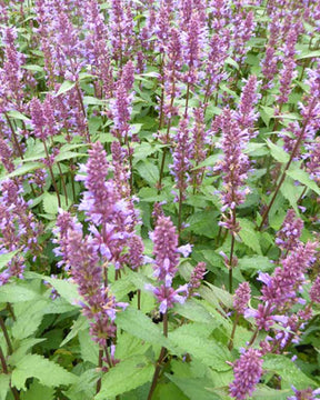 Agastache Purple Haze - Agastache purple haze - Plantes