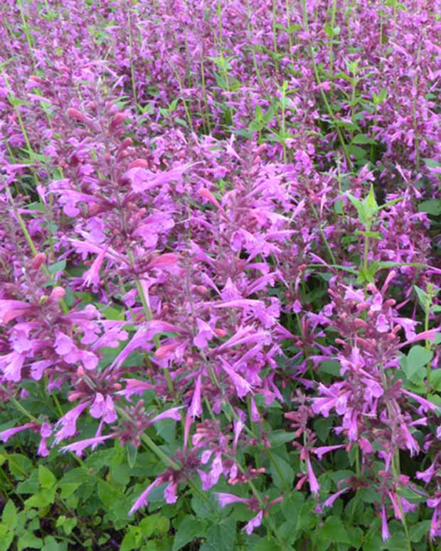 Agastache Summer Love - Agastache summer love - Plantes