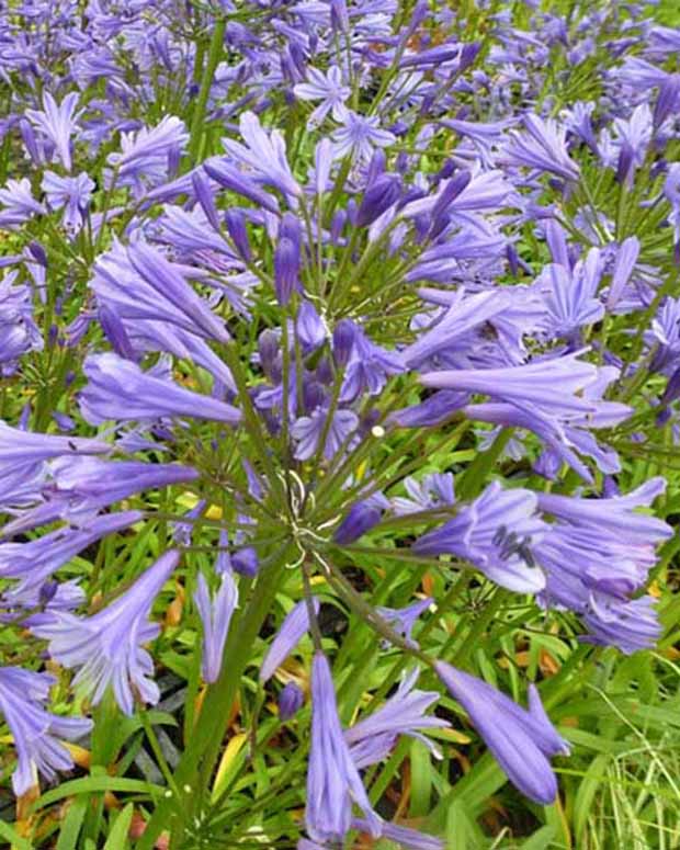 Agapanthe Tornado - Agapanthus tornado - Plantes