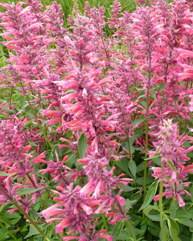 Agastache mexicana Red Fortune - Agastache mexicana red fortune - Plantes