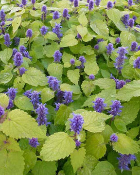 Menthe-réglisse Golden Jubilee - Agastache rugosa golden jubilee - Plantes