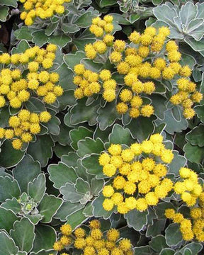 Chrysanthème du Pacifique Bengo Gold - Ajania bellania bengo gold - Plantes