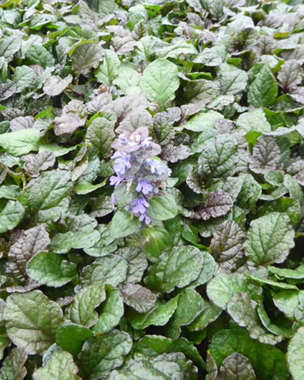 Bugle rampante Braunherz - Ajuga reptans braunherz - Plantes