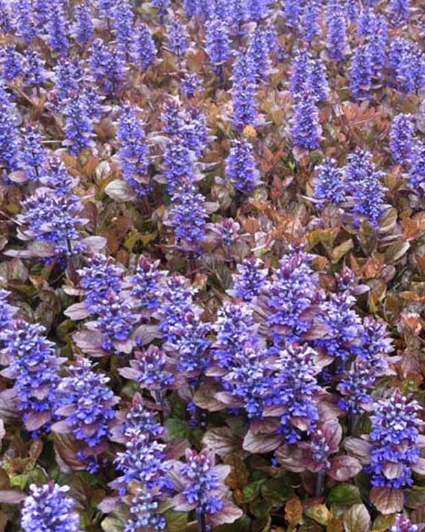 Bugle rampante Multicolor Rainbow - Ajuga reptans multicolor - Plantes