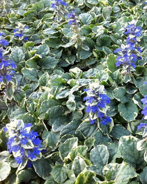 Bugle rampant Variegata - Ajuga reptans variegata - Plantes