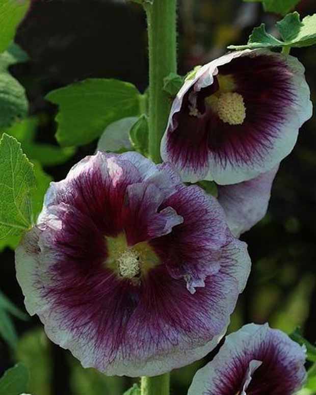 Rose trémière Crème de Cassis - Alcea rosea crème de cassis - Plantes