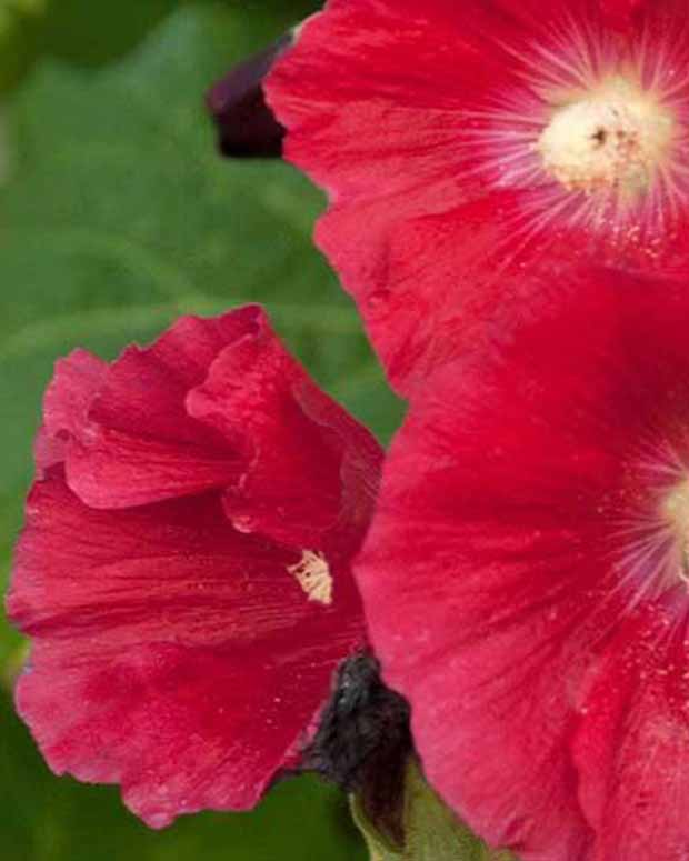 Rose trémière Mars Magic - Alcea rosea mars magic - Plantes