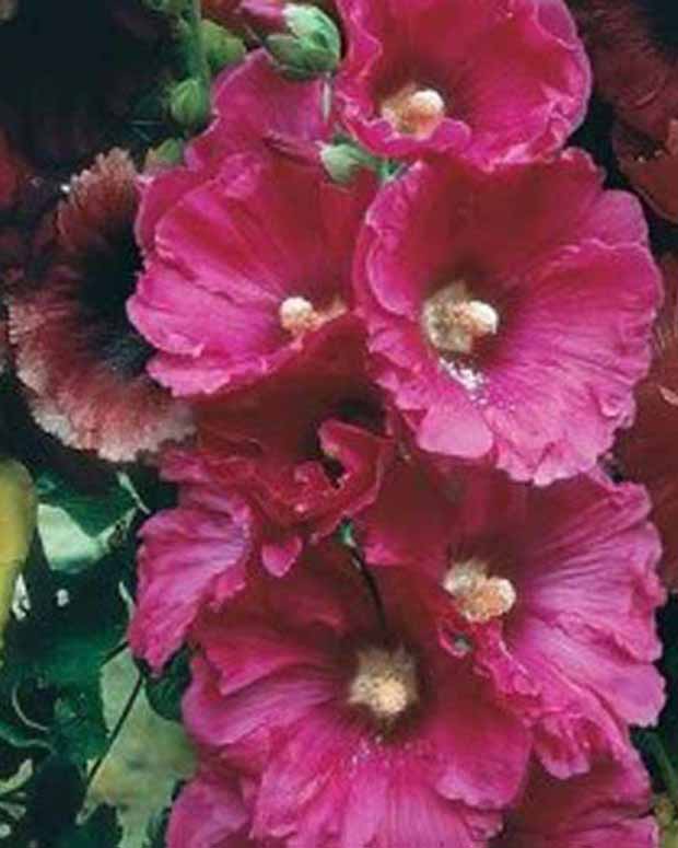 Alcea rosea Simplex Rose Trémière en mélange - Alcea rosea simplex - Plantes