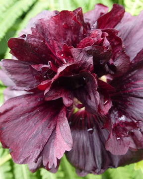 3 Roses trémière double Violet - Alcea rosea chaters double group violet - Plantes