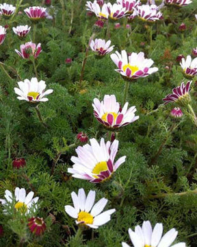 3 Camomilles marocaines Depressus - Anacyclus pyrethrum var. depressus - Plantes