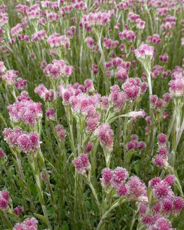 3 Antennaires dioïques Rubra - Antennaria dioica rubra - Plantes