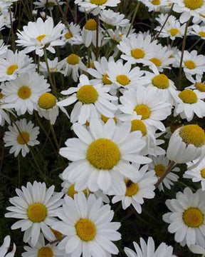 3 Camomilles Karpatenschnee - Anthemis carpatica karpatenschnee - Plantes