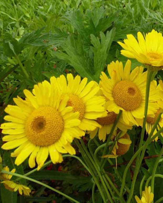 3 Œils de bœuf Kelwayi - Anthemis x hybrida kelwayi - Plantes