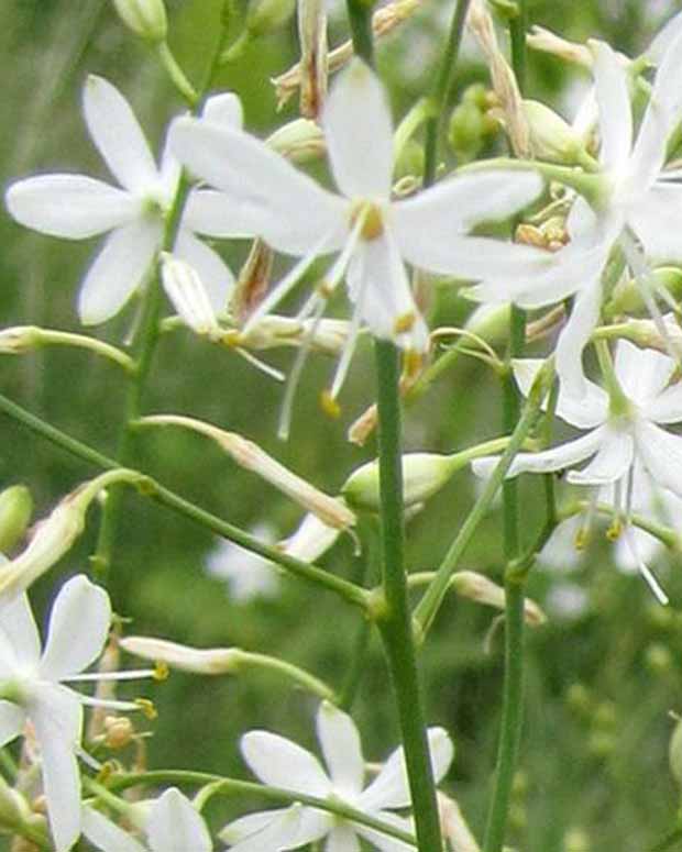 Phalangère rameuse - Anthericum ramosum - Plantes