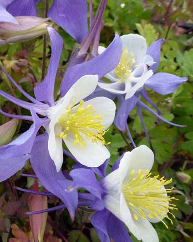 3 Ancolies Mrs. M. Nicholls - Aquilegia mrs m. nicholls - Plantes