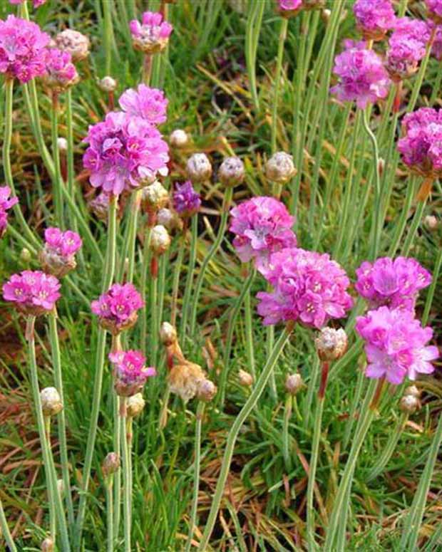 3 Géraniums à massif blancs - Armeria maritima splendens perfecta - Plantes