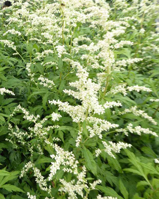 Armoise laiteuse Elfenbein Armoise de Chine Jim Russell - Artemisia lactiflora elfenbein - Plantes