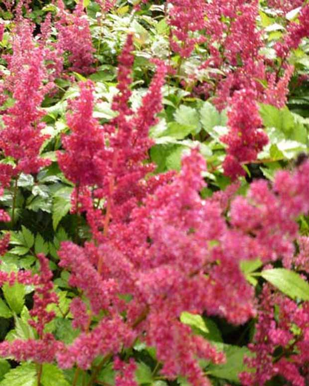 Astilbe d'Arends Fanal - Astilbe arendsii fanal - Plantes