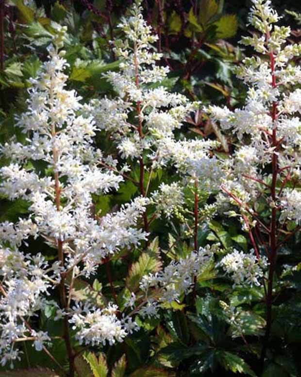 Astilbe hybride Rock and Roll - Astilbe rock and roll - Plantes