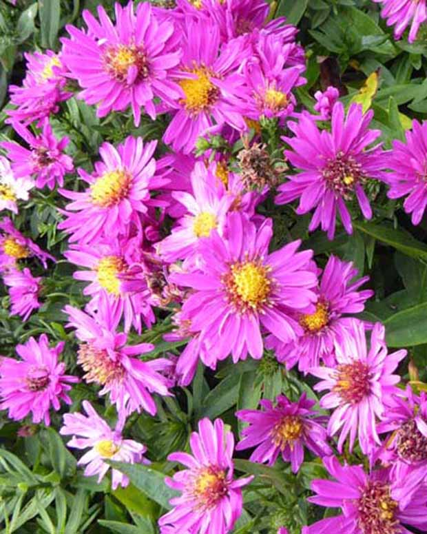 3 Astères nains Starlight - Aster novi-belgii starlight - Plantes