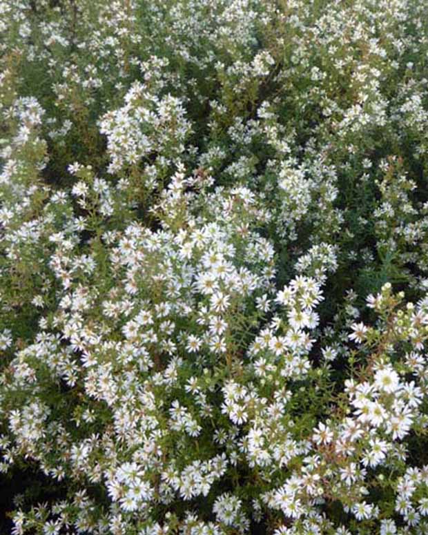 3 Astères éricoïdes Schneetanne - Aster ericoides schneetanne - Plantes