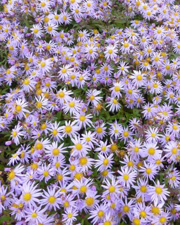 Marguerite d'automne Eleven Purple - Aster eleven purple - Plantes