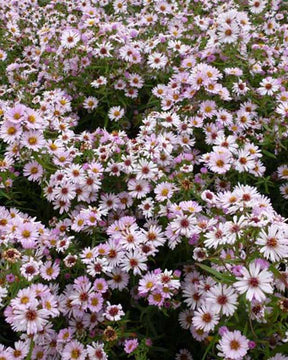 Marguerite d'automne Kylie - Aster kylie - Plantes