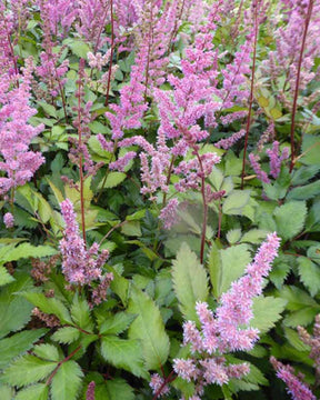 Astilbe hybride Maggie Daley - Astilbe maggie daley - Plantes